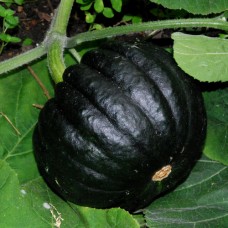 Squash Futsu Black 